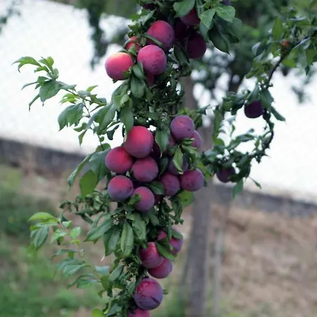 Quinta Ameixas - Country & Nature * Arouca