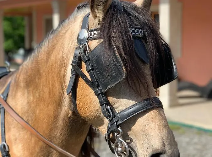 Vakantiehuis Quinta Ameixas - Country & Nature *