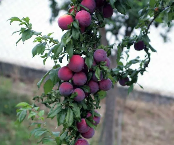 Quinta Ameixas - Country & Nature * Αρούκα
