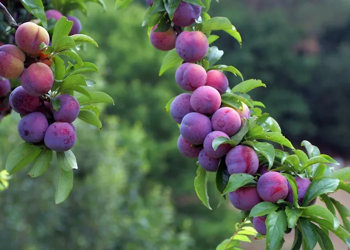 Quinta Ameixas - Country & Nature Αρούκα