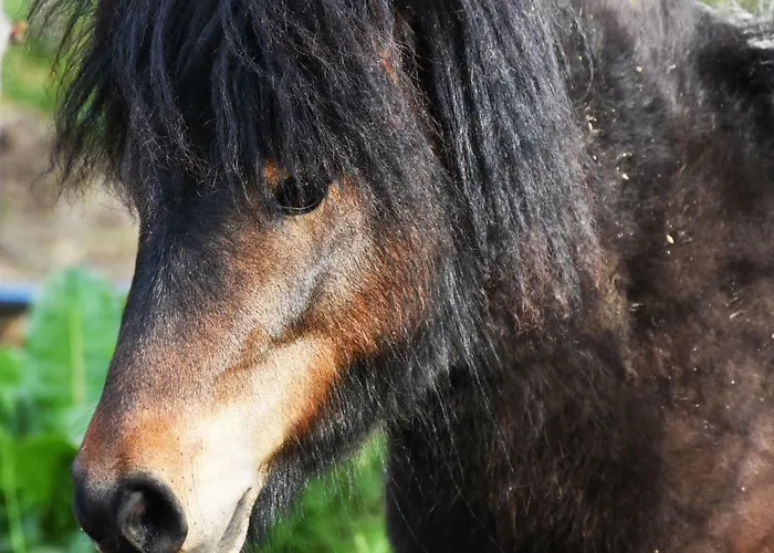 Quinta Ameixas - Country & Nature Vakantiehuis