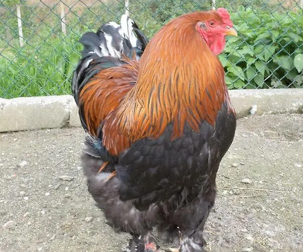 Quinta Ameixas - Country & Nature * Arouca