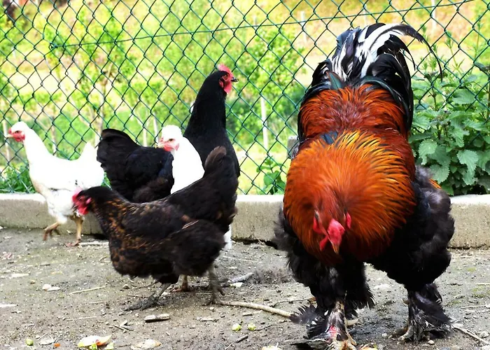 Holiday home Quinta Ameixas - Country & Nature