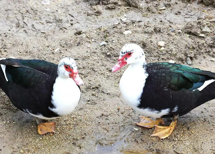 Vakantiehuis Quinta Ameixas - Country & Nature *