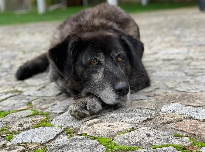 Vakantiehuis Quinta Ameixas - Country & Nature Arouca